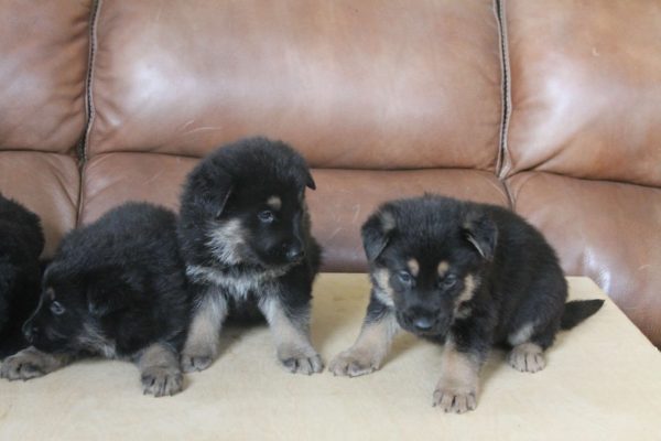 AQheenTaraDracopups 056