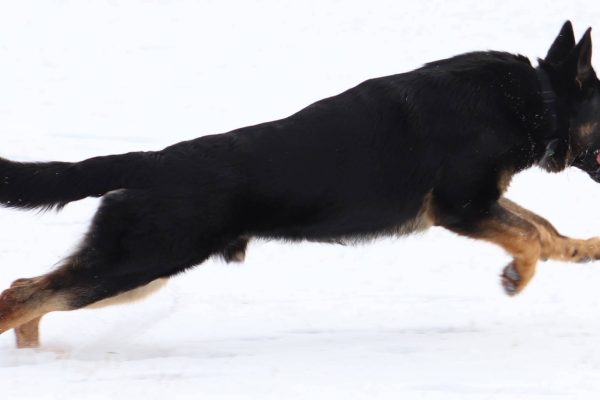 Gabriel Gabriel vom eichenhain