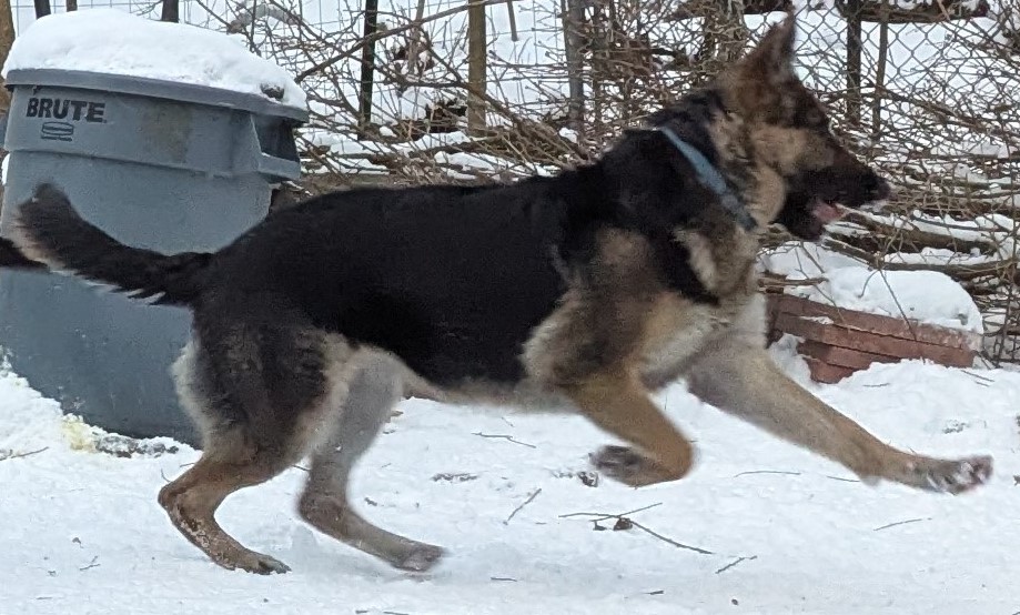 German Shepherd puppies for sale in New York from DDR bloodlines
