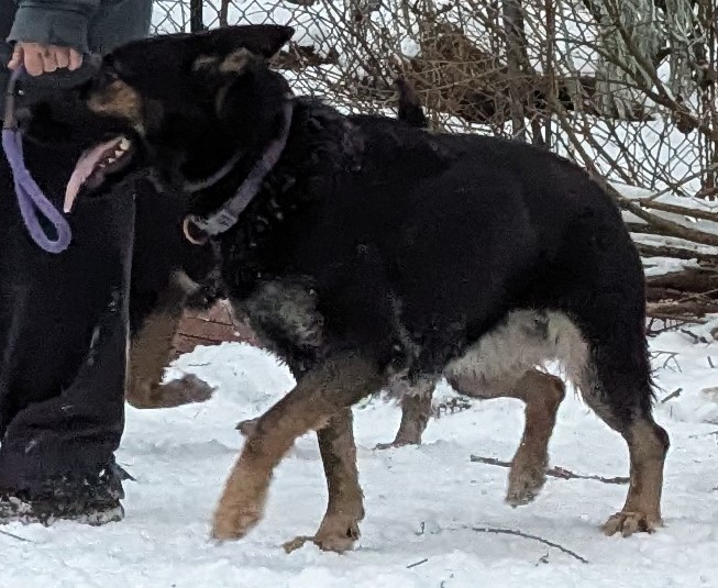 Available East DDR German Shepherd puppies in New England