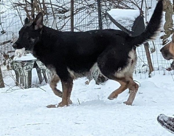 German Shepherd puppies for sale in New York from DDR bloodlines