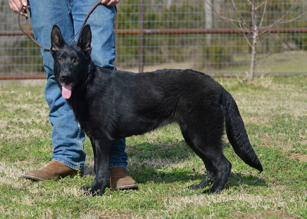 Loyal East German Shepherd available in New York