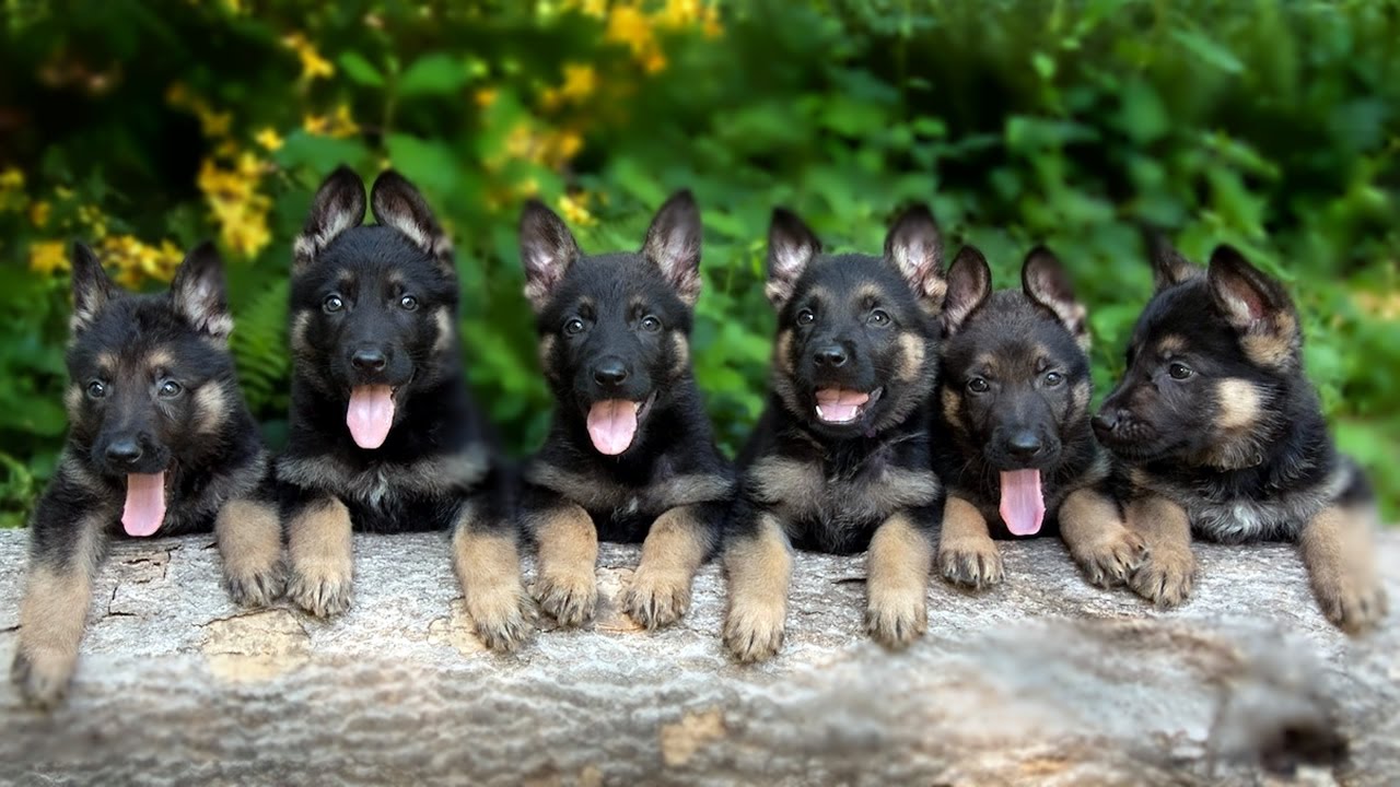East German Shepherd Puppies in Vermont: Why DDR Bloodlines Are Different